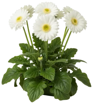 White Gerbera cut-out illustration