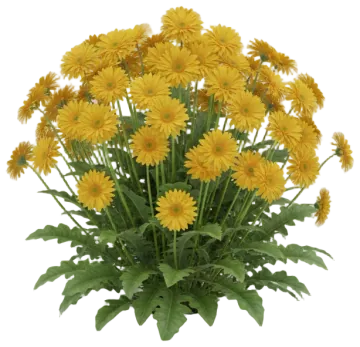 Yellow Gerbera cut-out illustration