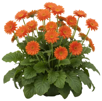 Gerbera Daisy cut-out illustration