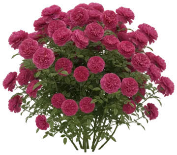 Gertrude Jekyll cut-out illustration