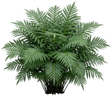 Giant Chain Fern cut-out illustration