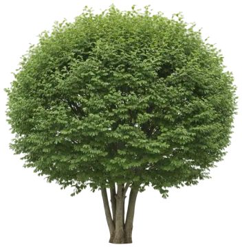 Ginkgo cut-out illustration