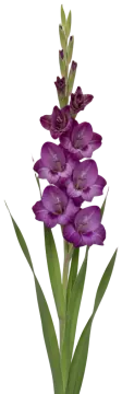 Lavender Gladiolus cut-out illustration