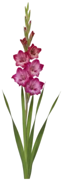Magenta Gladiolus cut-out illustration