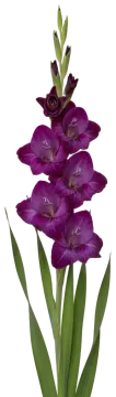 Purple Magic cut-out illustration