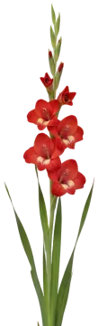 Red Gladiolus cut-out illustration