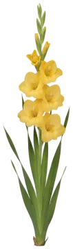 Yellow Gladiolus cut-out illustration