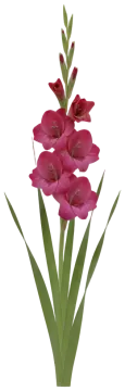 Gladiolus cut-out illustration