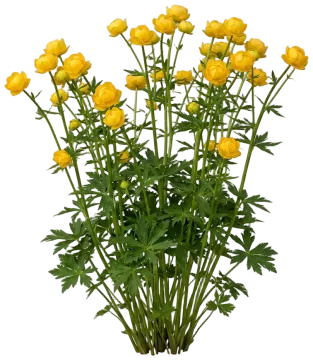 Globeflower cut-out illustration