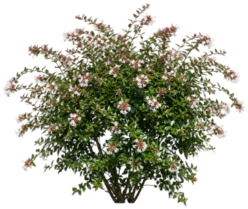 Glossy Abelia cut-out illustration