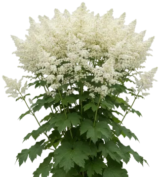 Goatsbeard cut-out illustration
