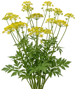 Golden Alexanders cut-out illustration