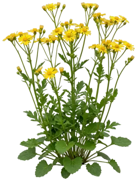Golden Ragwort cut-out illustration