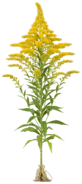Goldenrod cut-out illustration