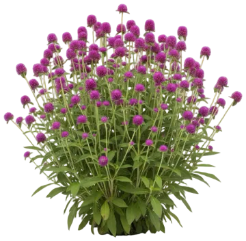 Lavender Globe Amaranth cut-out illustration