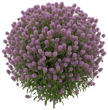 Purple Globe Amaranth cut-out illustration
