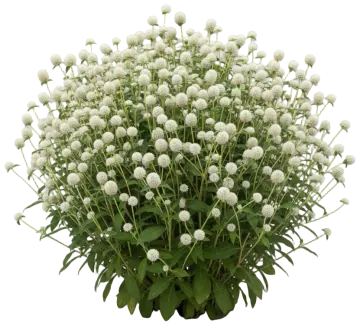 White Globe Amaranth cut-out illustration