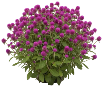 Globe Amaranth cut-out illustration