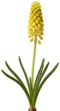Golden Fragrance cut-out illustration