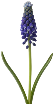 Latifolium cut-out illustration