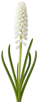 White Muscari cut-out illustration