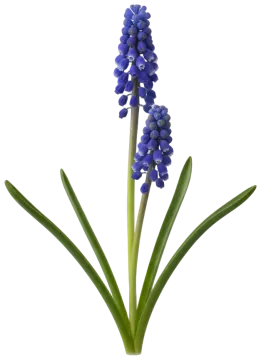 Grape Hyacinth cut-out illustration