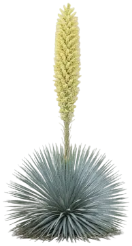 Gray Desert Spoon cut-out illustration