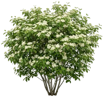 Gray Dogwood cut-out illustration