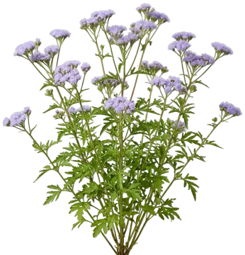 Gregg's Mistflower cut-out illustration