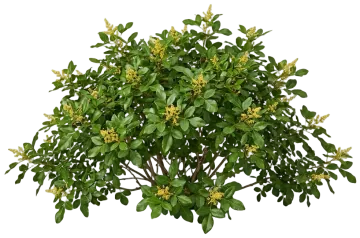 Gro-Low Fragrant Sumac cut-out illustration