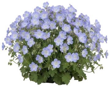 Johnson's Blue cut-out illustration
