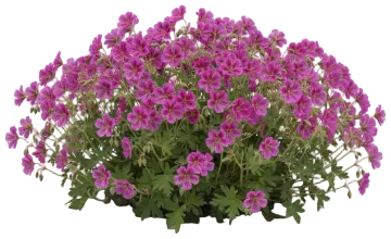 New Hampshire Purple cut-out illustration