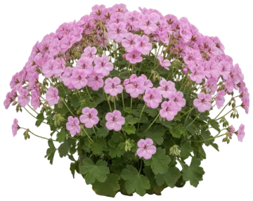 Wargrave Pink cut-out illustration