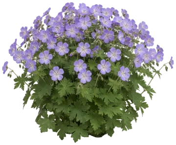 Hardy Geranium cut-out illustration