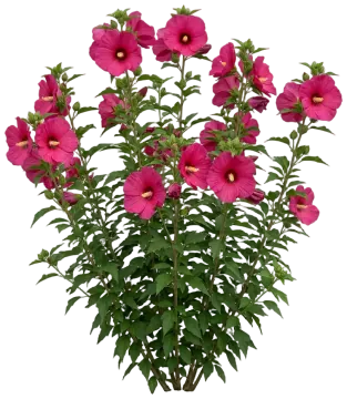 Berry Awesome cut-out illustration