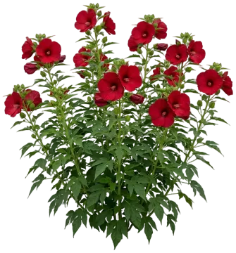 Cranberry Crush cut-out illustration