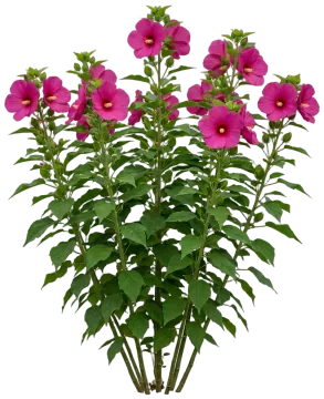 Hardy Hibiscus cut-out illustration