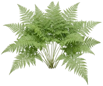 Hay Scented Fern cut-out illustration