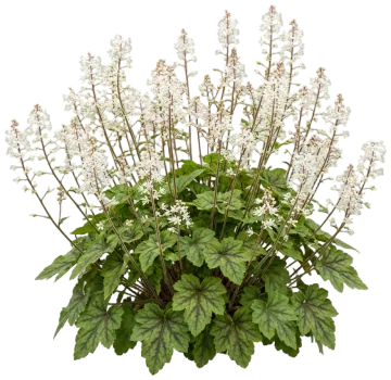 Heartleaf Foamflower cut-out illustration