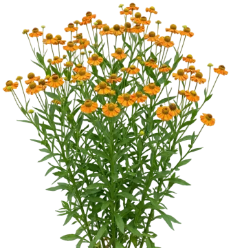 Sneezeweed cut-out illustration
