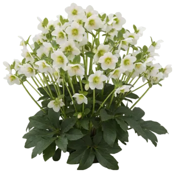 Christmas Rose cut-out illustration