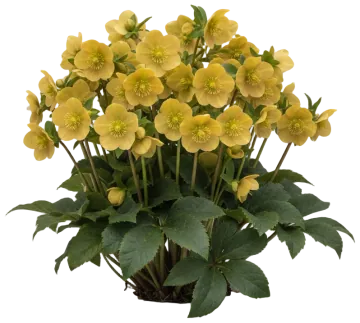 Golden Lotus cut-out illustration