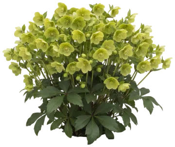 Green Hellebore cut-out illustration