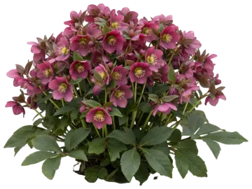 Hellebore cut-out illustration