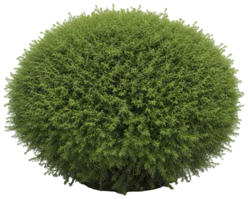 Jeddeloh Hemlock cut-out illustration