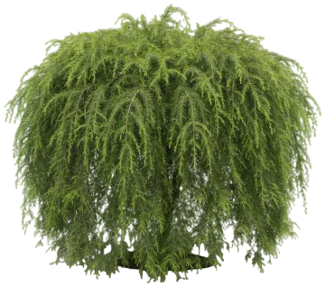 Weeping Hemlock cut-out illustration