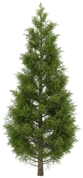 Eastern Hemlock cut-out illustration