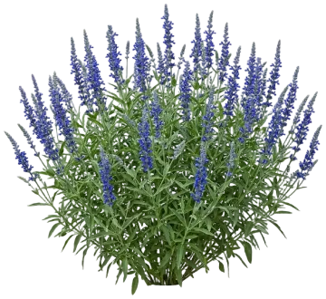 Henry Duelberg Mealy Blue Sage cut-out illustration
