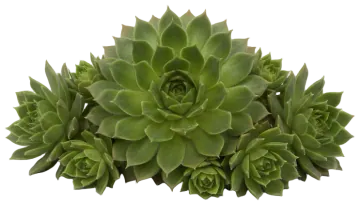 Hens and Chicks cut-out illustration