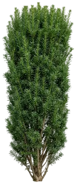 Hicks Yew cut-out illustration